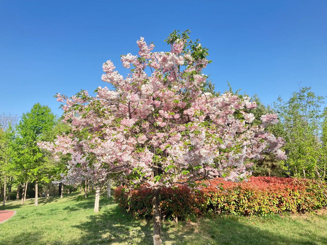 #上联：松叶竹叶叶叶翠，如何对下联#

松叶竹叶叶叶翠，
樱花桃花花花红。