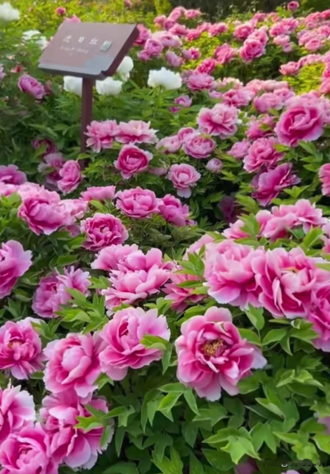 去了洛阳才懂，牡丹一开，全城皆是顶级人间富贵花！
 
不到洛阳，不知牡丹有多绝。