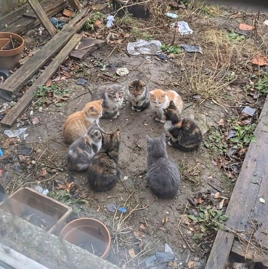 猫猫好像在开重要的会议 