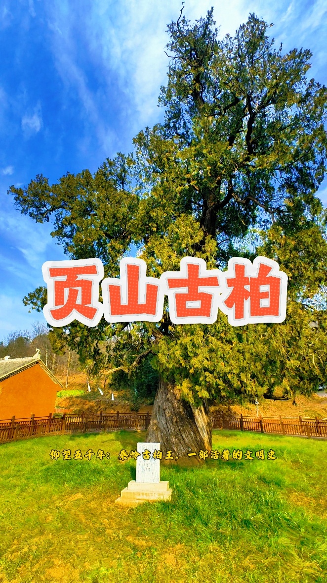 秦岭笑谈洛南页山古柏 · 穿越五千年风雨见证人间奇迹22度商洛中国康养之都 朋友