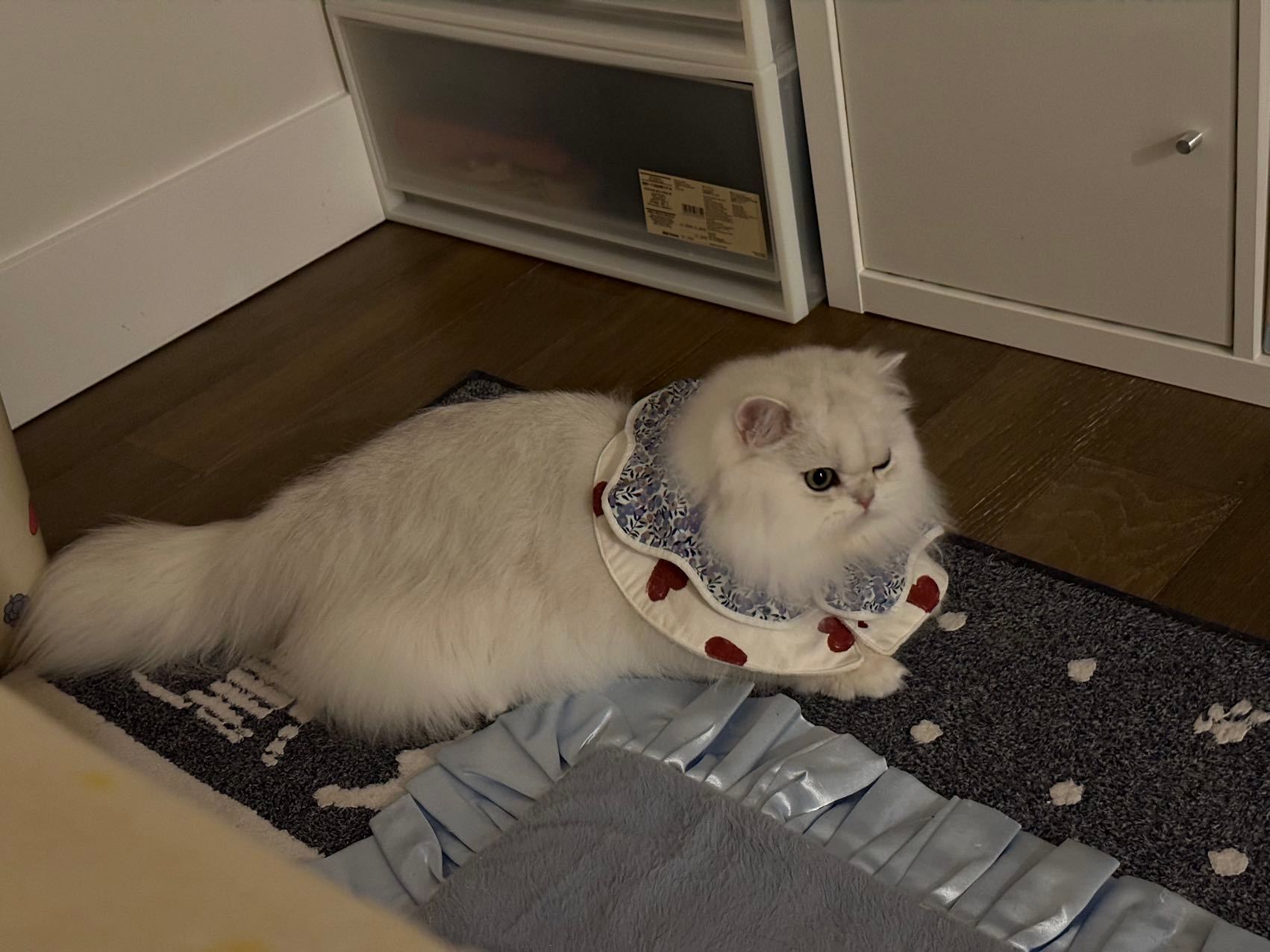 睁眼就收到一大堆扭一扭[抱一抱][抱一抱]太幸福了#英国长毛猫##银渐层##辣椒