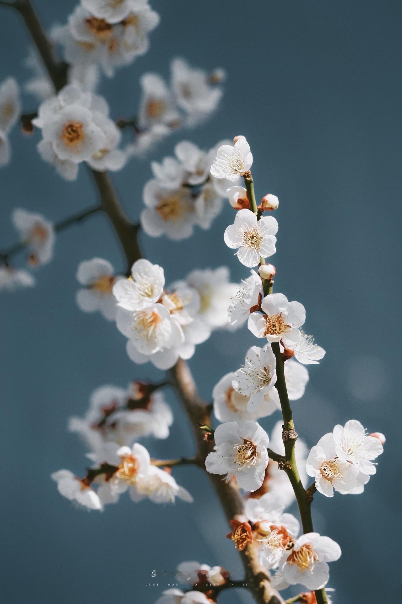 春已至花已开 春天的花 春天 花🌸 邳州
