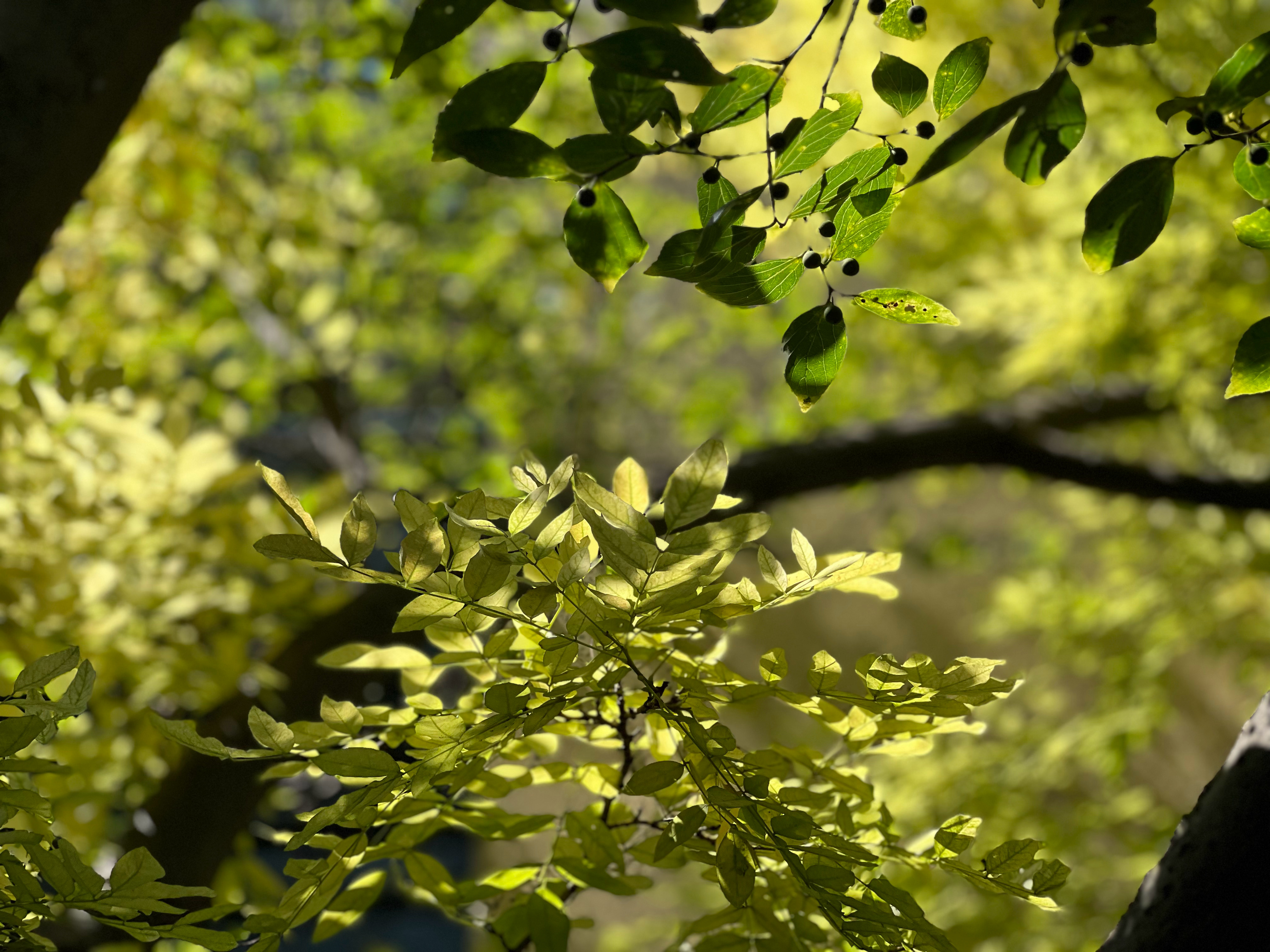 小树林里，微风轻拂。我给松鼠送完餐，和它打了个照面，随即便寻一处树荫落座。耳畔蝉