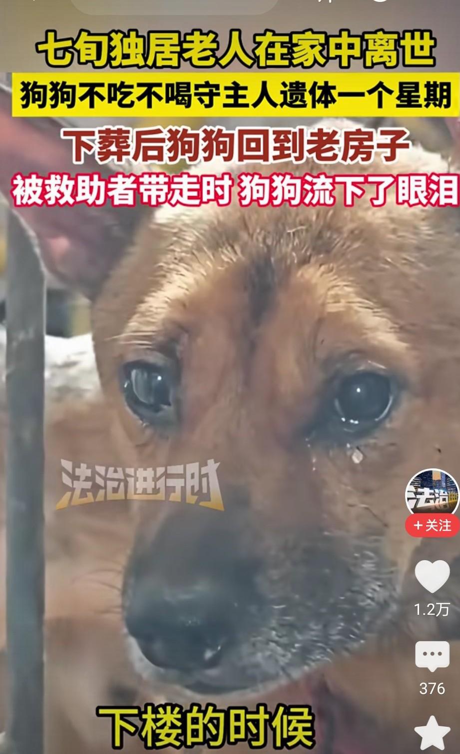 万物有灵啊！

近日，重庆，一位七旬独居老人在家离世后，他养的狗狗不吃不喝守着遗