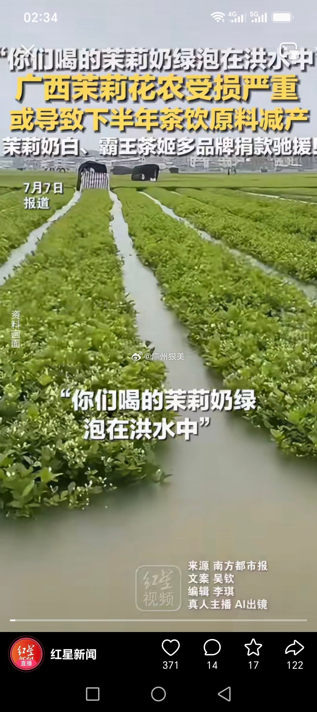 广西茉莉花农受损严重 “你们喝的茉莉奶绿泡在洪水中” ！ 广西茉莉花农受损严重 