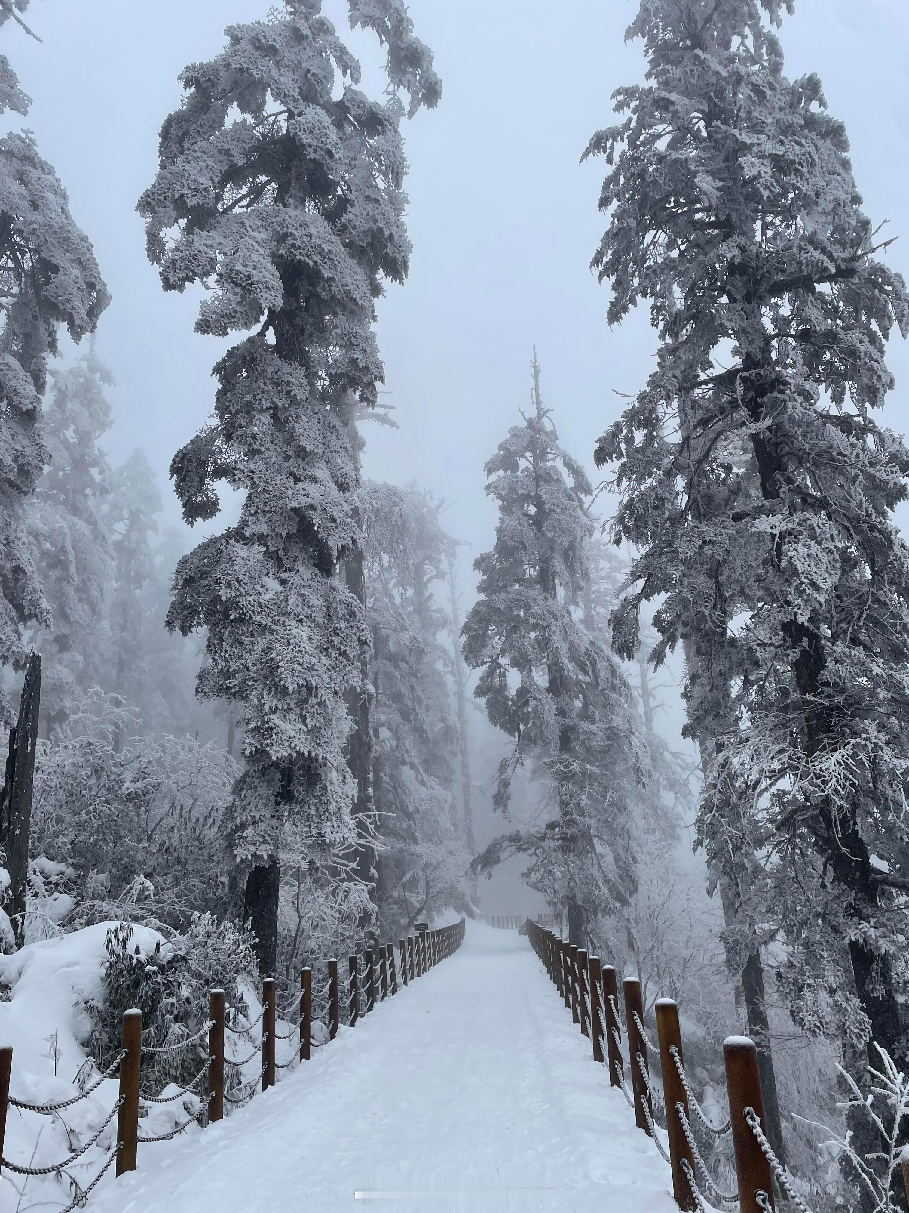 见山 见雪 见万里云杉  