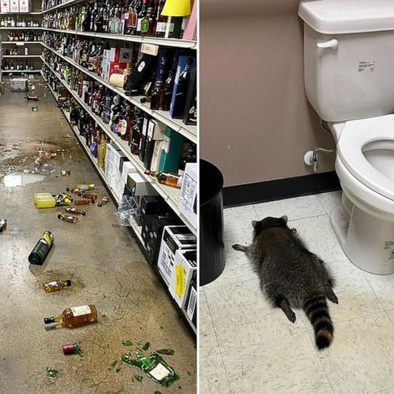 美国俄亥俄州汉诺威县一名醉酒的浣熊在一家酒类商店大闹天下，最后在厕所里睡着，被发