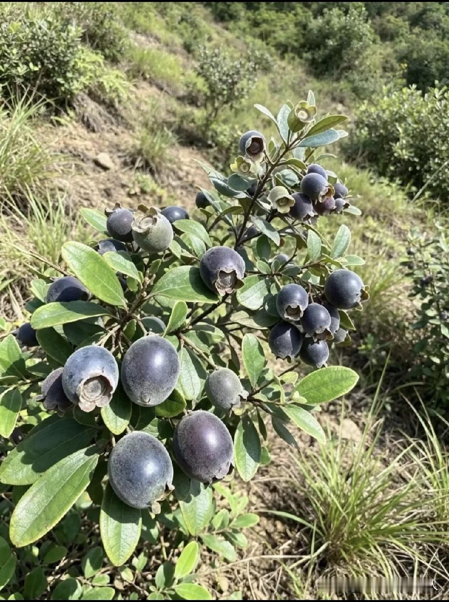 听广西老表说这个果治疗便秘有奇效