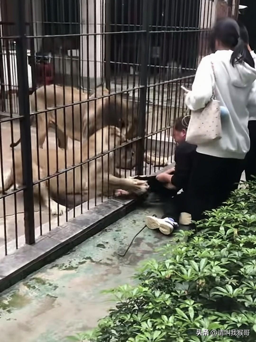 像这种情况如果用斧头砍了狮子的爪子，是算紧急避险还是算故意伤害野生动物呢？
