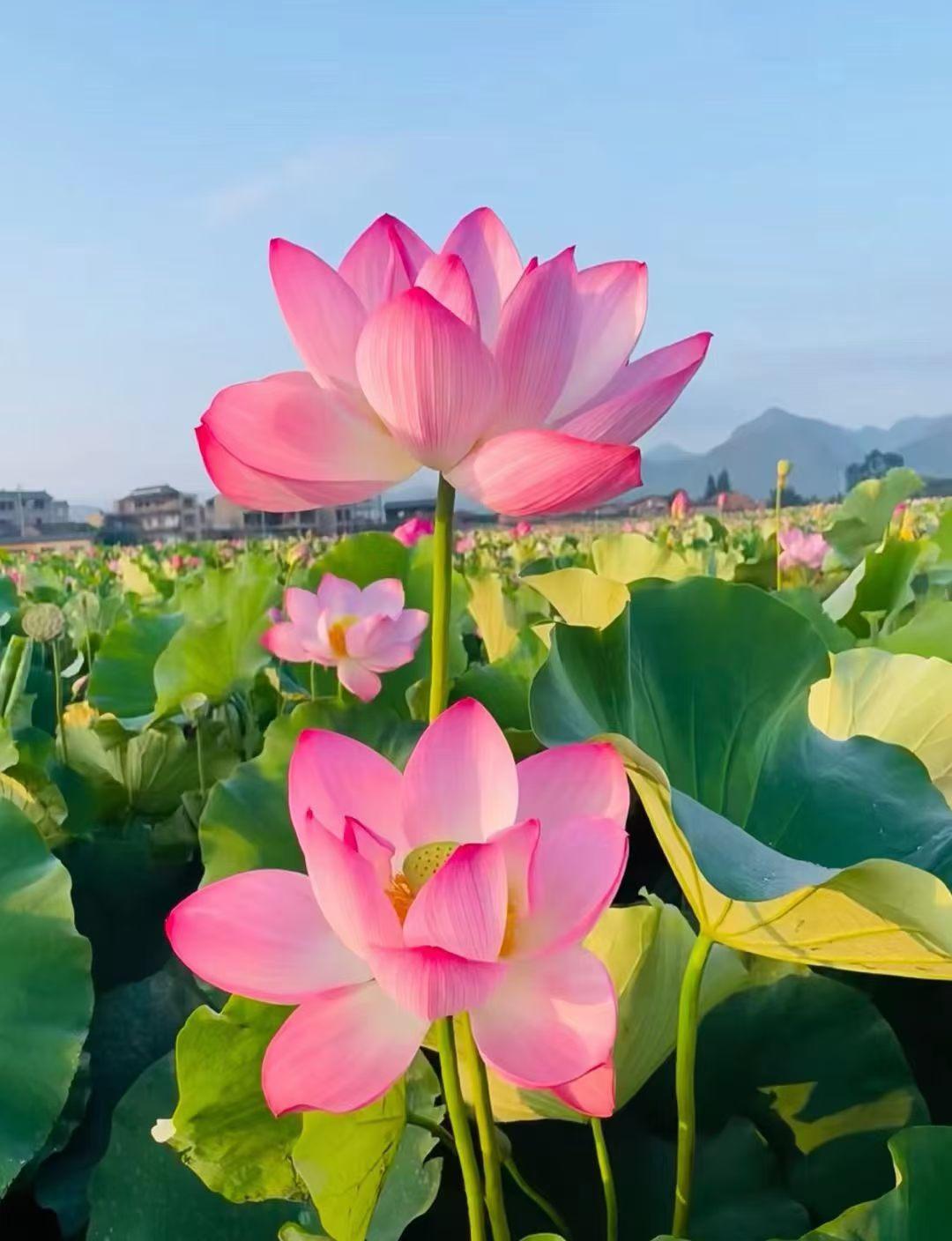 🌸二月二十九，长长久久的祝福送给你：愿健康常伴，好运连连，生活满是清欢。 晨起