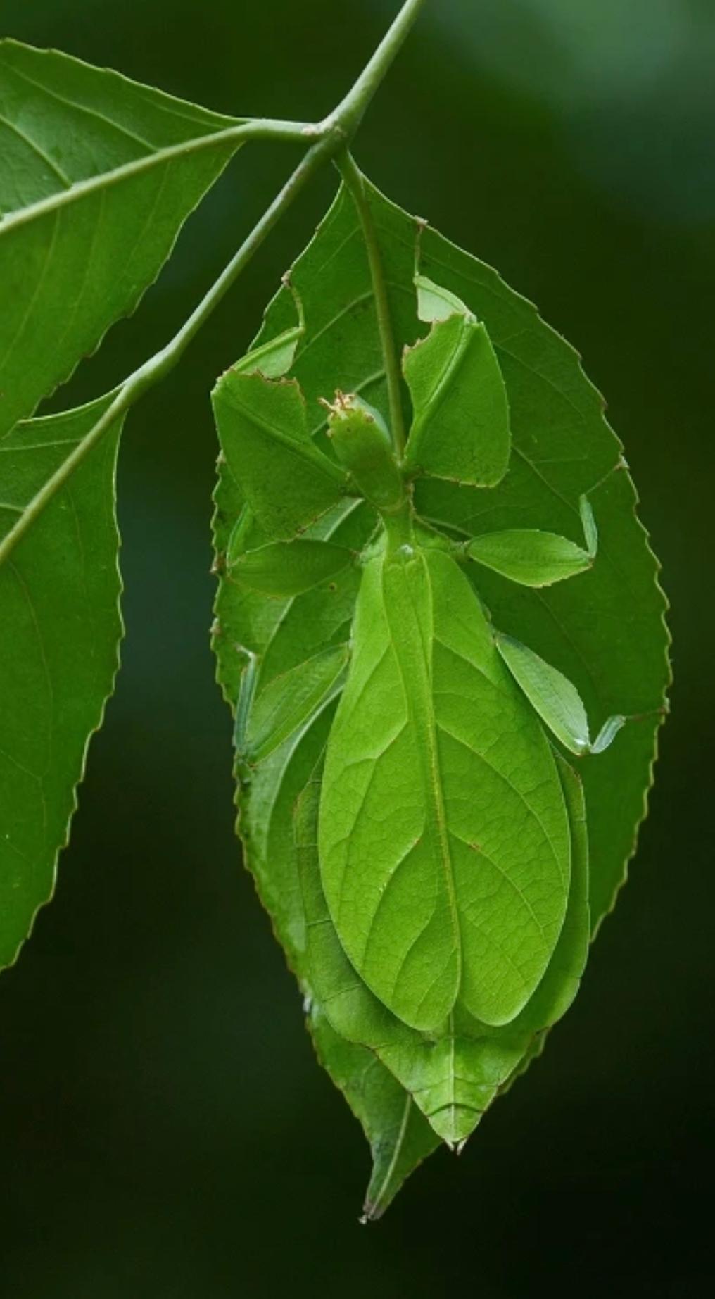 不仔细看，你很难相信爬在树叶🍃上的竟然是……
