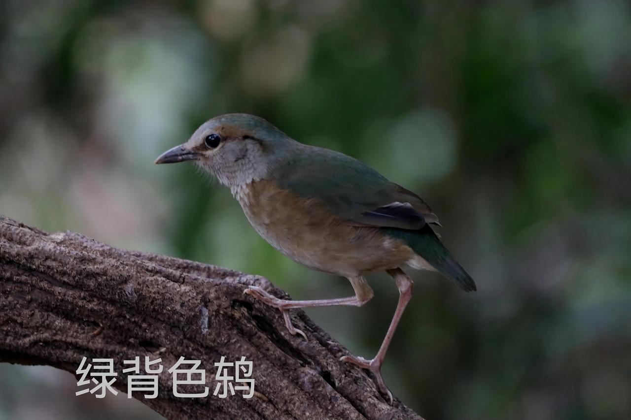 广西的小鸟，有特色，灰黑色