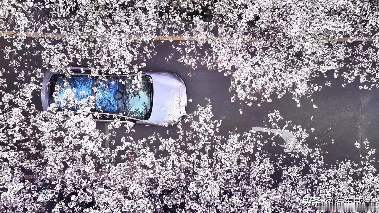 极光紫的星纪元ES配樱花，一样比肩雷军小米YU7的武汉樱花照哦！
星纪元ES增程