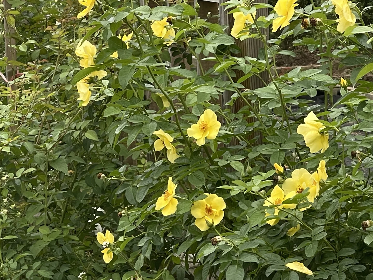 单瓣品种秋花