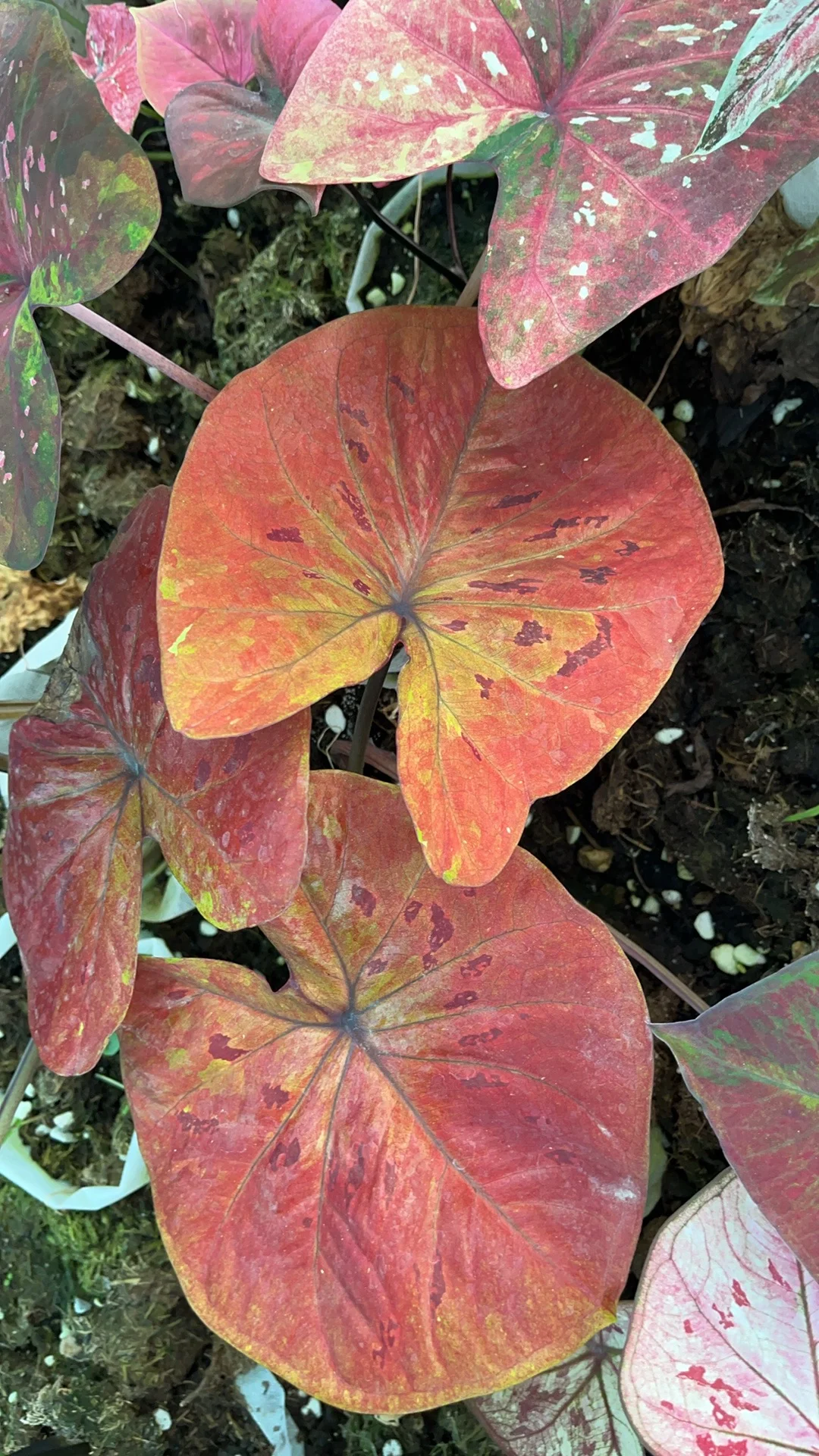 番茄炒鸡蛋彩叶芋现货一颗