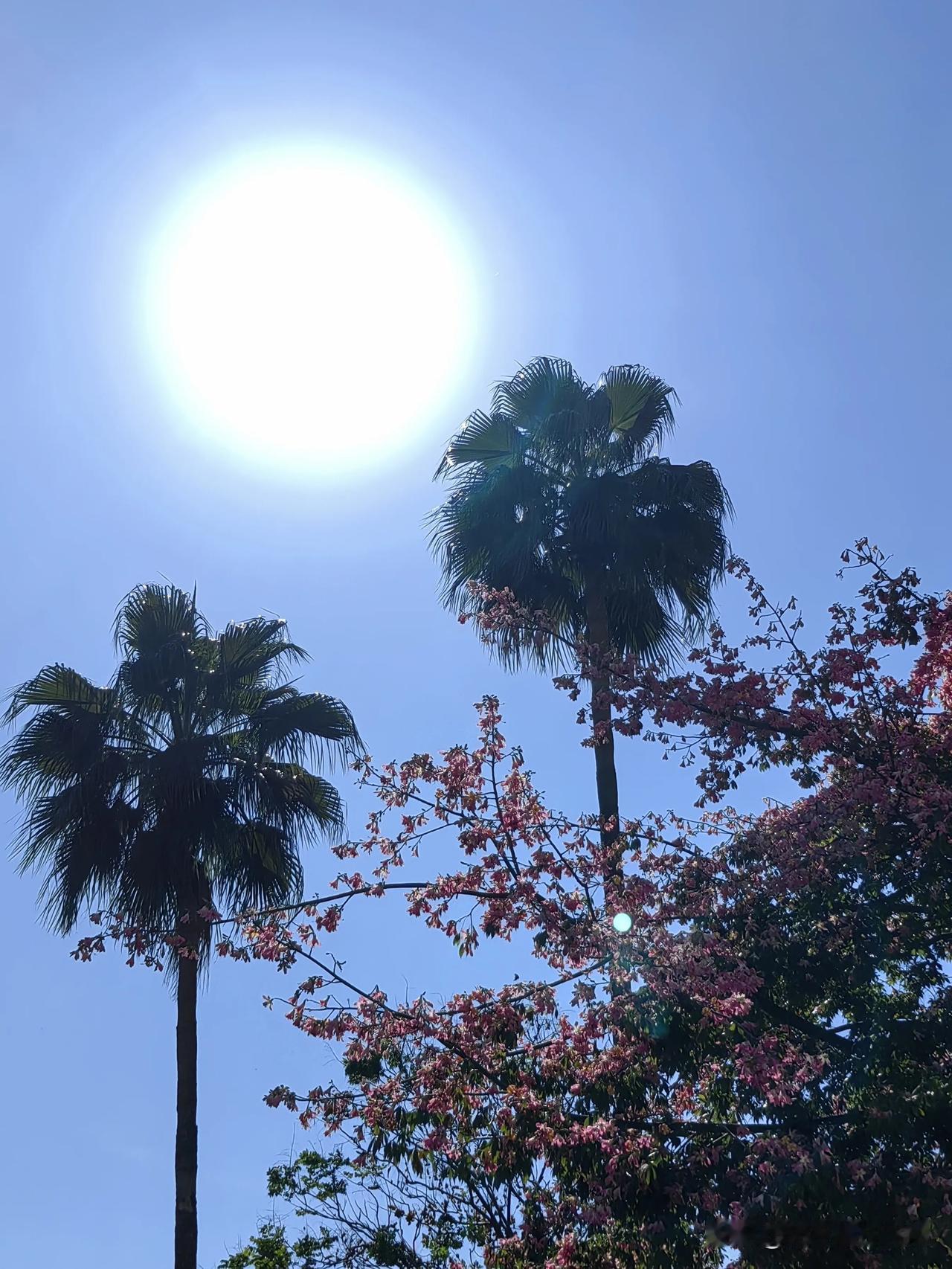 深圳冬天的花花草草，真的很好看。我每天散步都能发现美景，所以也喜欢用手机随手定格