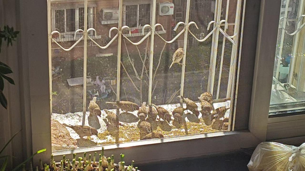 养了好多鸟子，这些年我也会偶尔喂喂鸟子米粒子