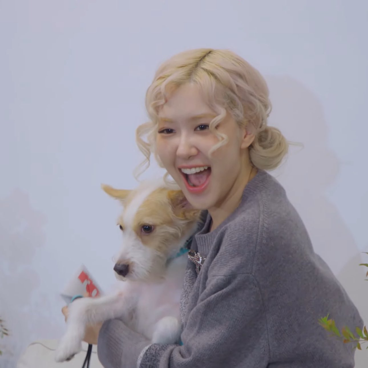 又带着狗工作了狗比老马户还要忙。。。。 