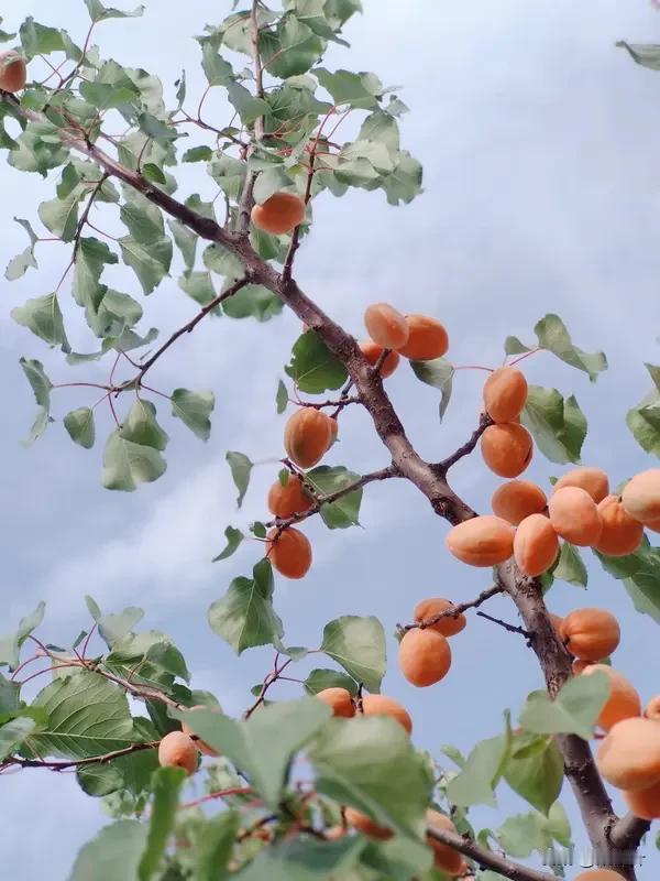 野杏花开

野杏开时未唤谁，满坡粉白自芳菲。
蜂来不说殷勤语，香染马蹄归。
你如