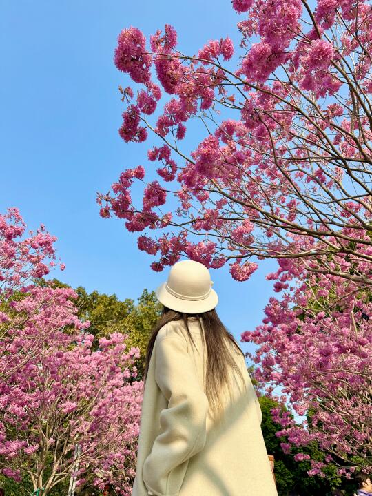 怎么跟东北朋友解释，12月广州还在开花😂