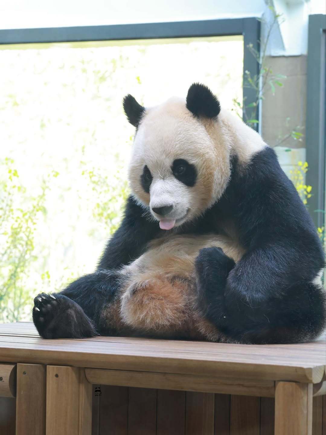 熊猫守护者 🐼森林驿站🌳熊猫闲坐林间，模样憨态盎然，恰似一幅温柔画卷。轻嚼鲜