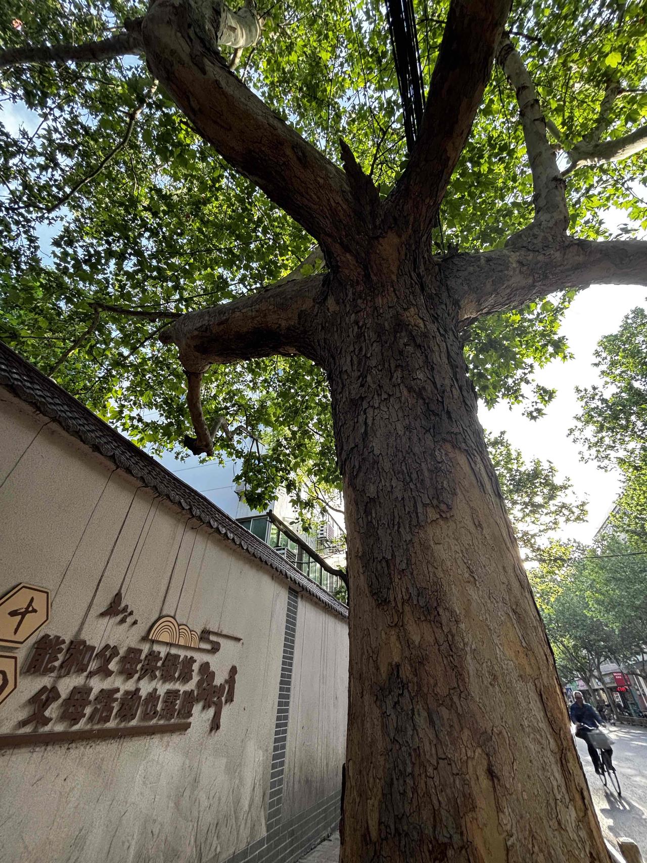 咸阳作为千年古都，在现代化进程中需兼顾历史文脉的保护。古城雕塑承载着秦风汉韵的艺