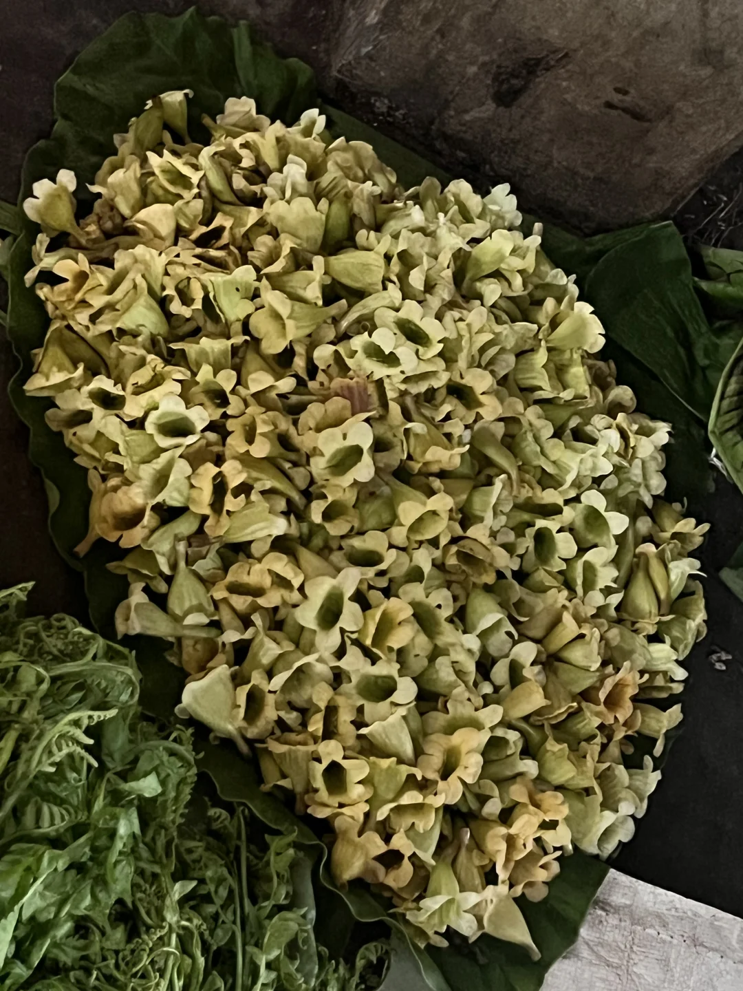 闪现边境认野菜
