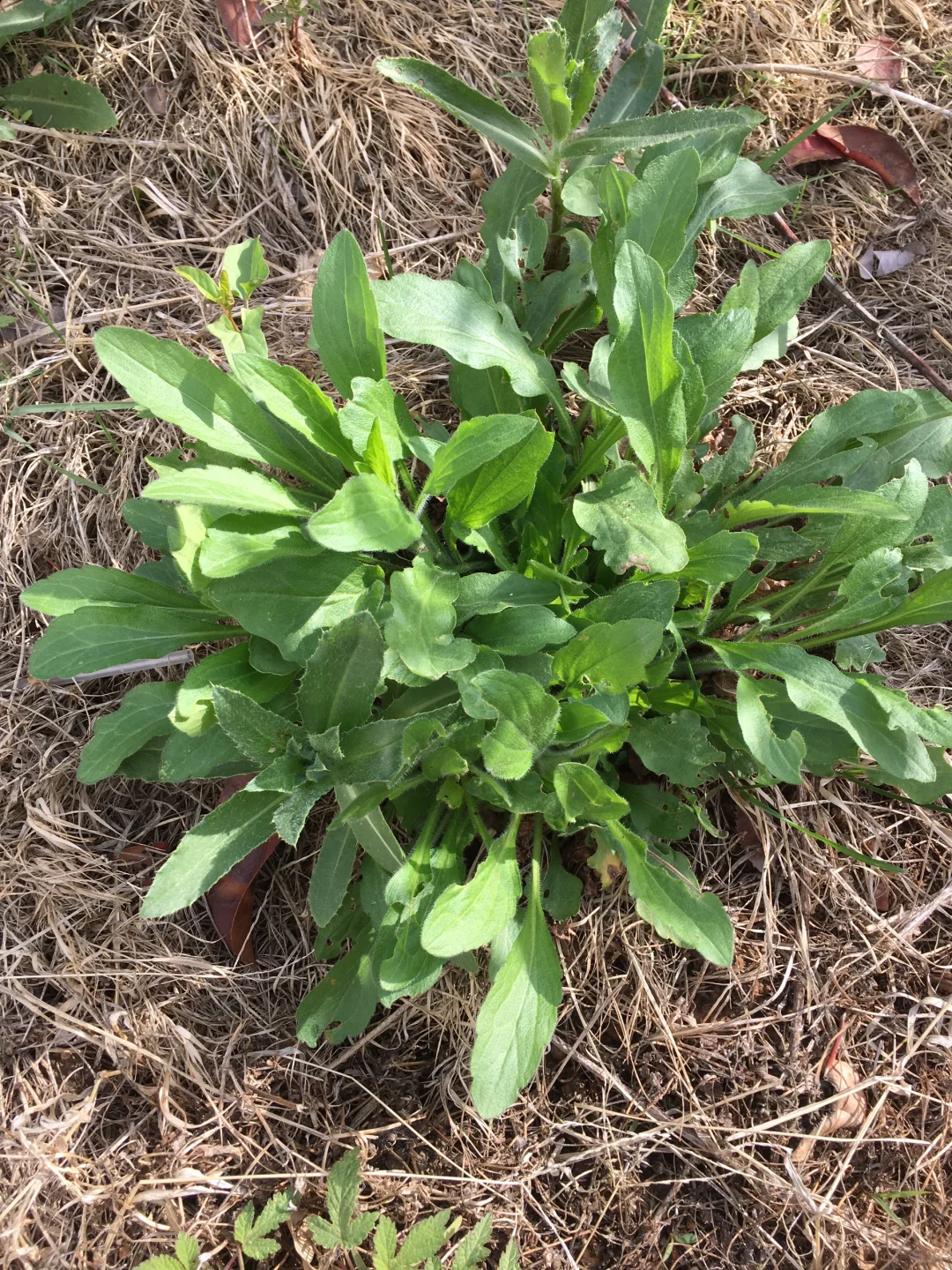 野菜 发现生活小美好 在路上 野生植物 享受春风拂面 野花野草 中草药 春天花会...