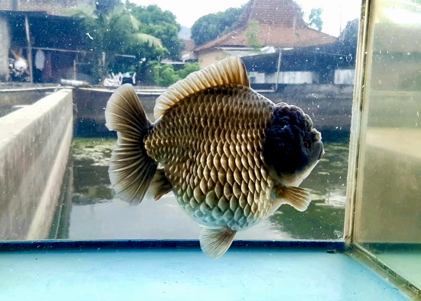 你好！其实鲫鱼！
