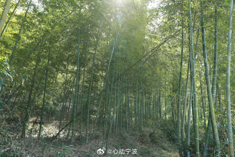 宁波鄞州碳汇惠民生绿水青山变财富 植树节前夕，宁波鄞州区横溪镇大岙村完成首笔生态