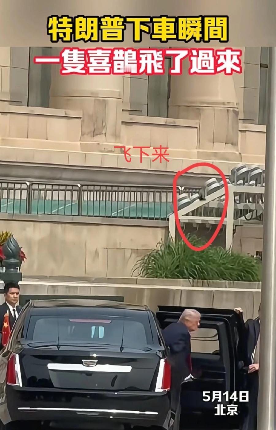 特朗普下车瞬间，突然飞来一只喜鹊！打开车门，身后台阶上一个绿化花坛，飞到掉落到绿
