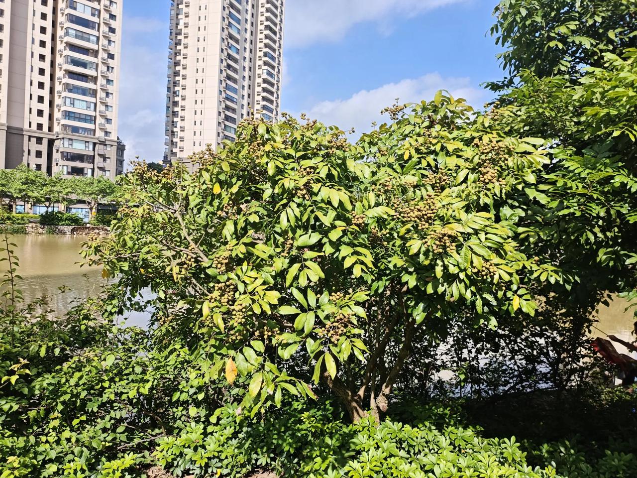 今年荔枝大丰收，小区里的荔枝树上都果实累累，广西水果第一大省的名号不是盖的。