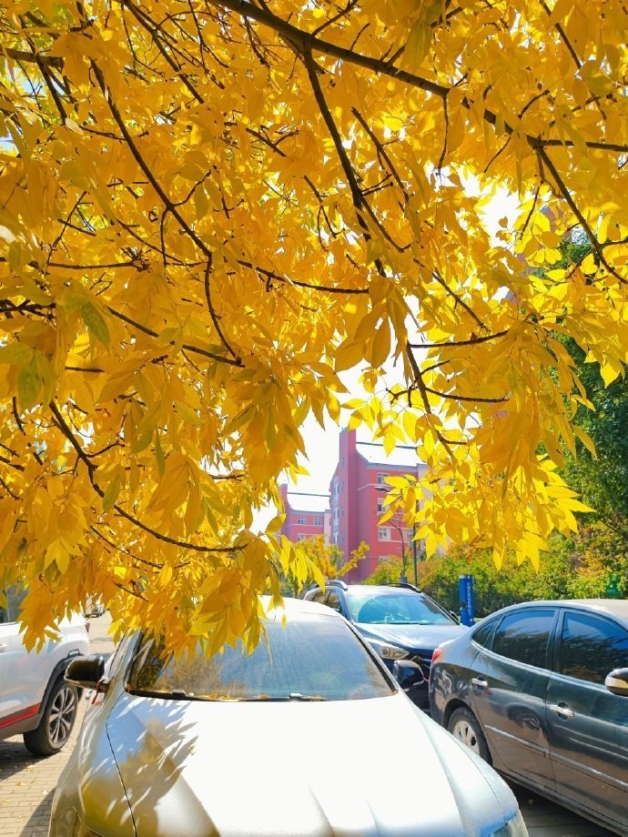 秋天里的柏树🍂 