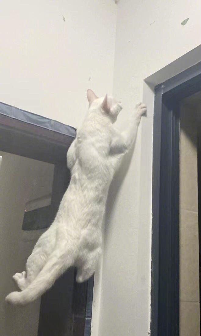 加绒外套也裹不住咪的肌肉 ​​​