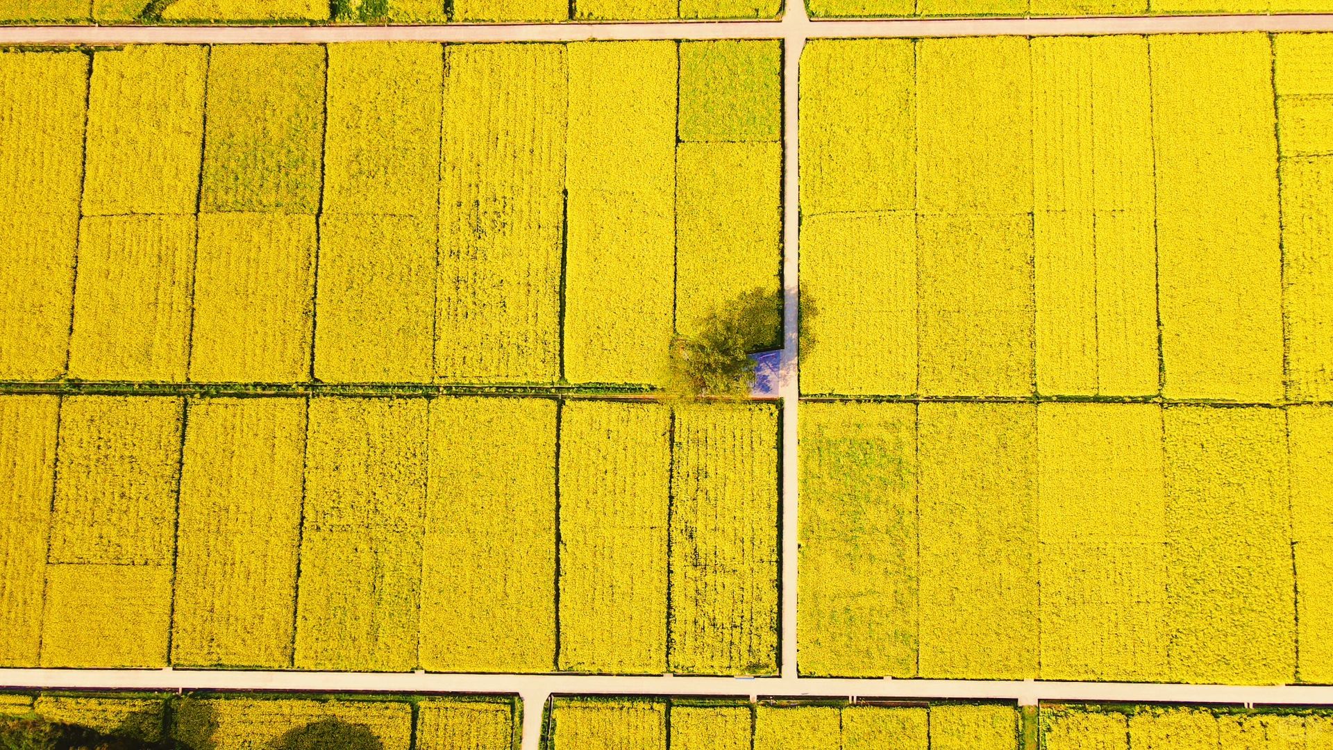 江西露营社｜万亩花海露营生活节