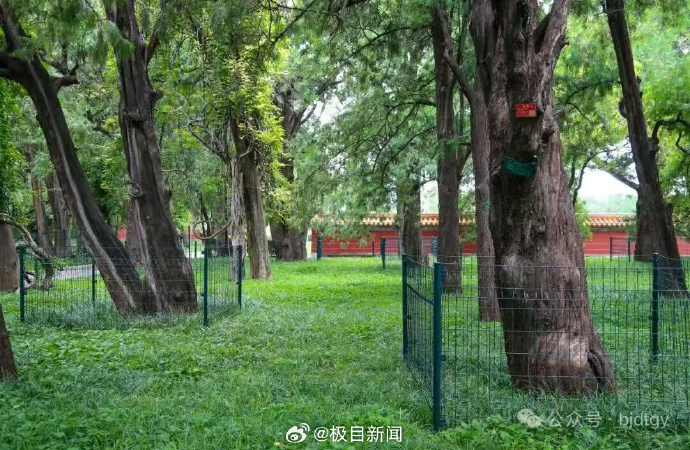 【#地坛公园周深王一博等明星树无法续养#，工作人员：今年不允许使用明星姓名进行认
