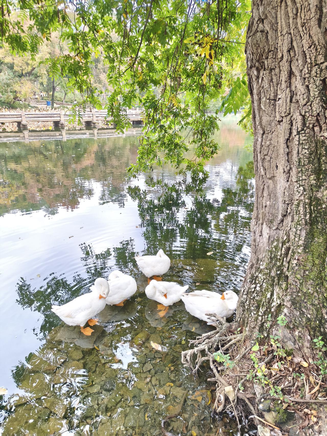 养老，究竟该依靠谁？
子女难以依靠，他们有自己的家庭和事业，整日忙得不可开交。