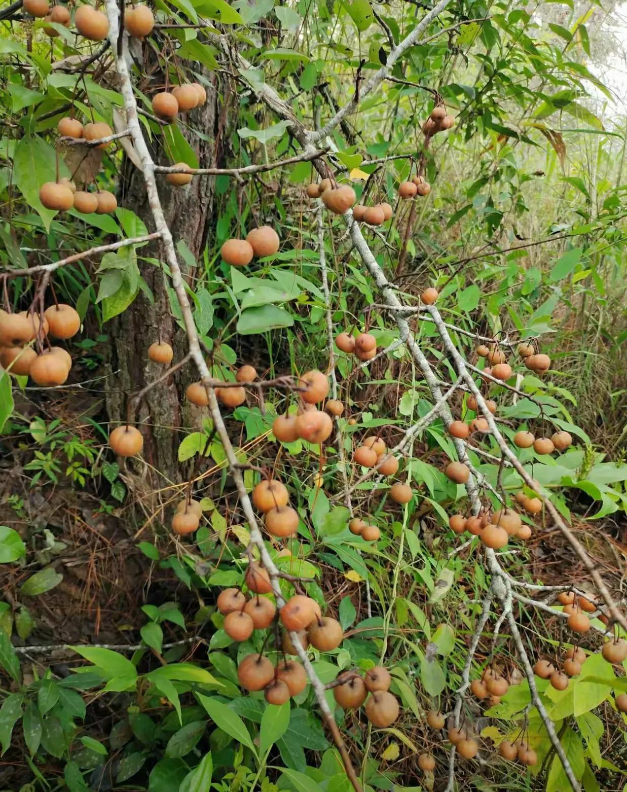 在我山居的无人村，后山有一棵不太起眼的野果树，它结的果子有点奇怪，有点像梨，又有