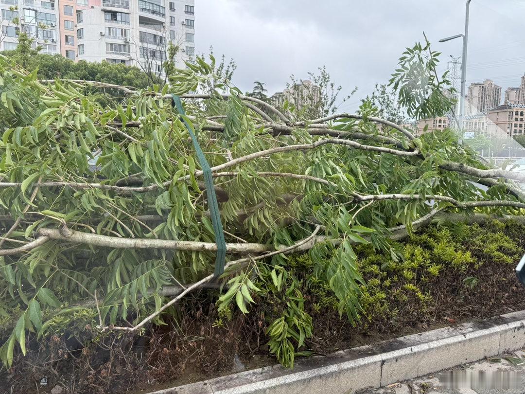 运动day打卡嘀嗒嘀 gym打卡～金鸡湖的水位涨了不少啊。路上还是有挺多倒伏的绿