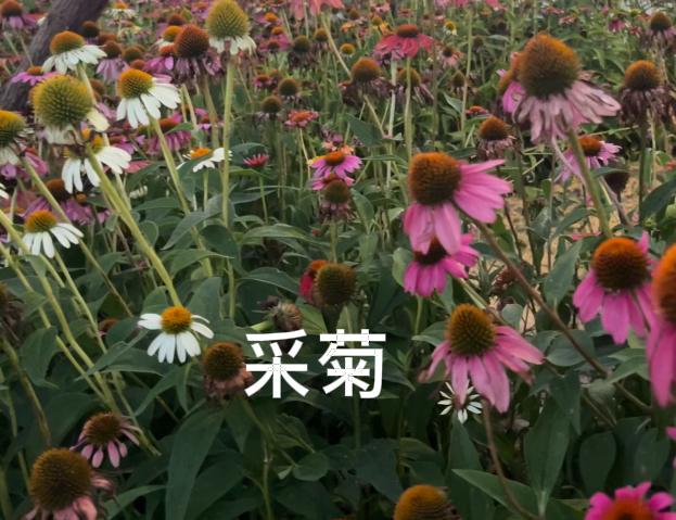 你有没有发现，现在越来越多人喜欢古诗文了。

今日公园看到松果菊，也是菊花的一种
