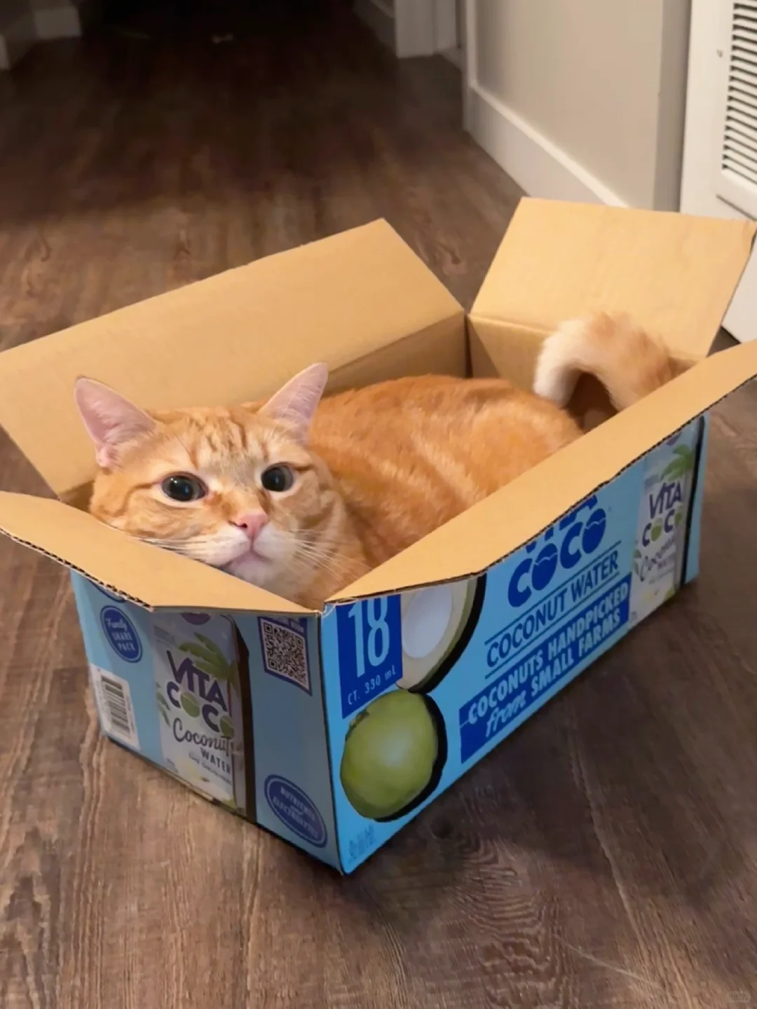 喝完一箱椰子水就能得到一只猫猫哦