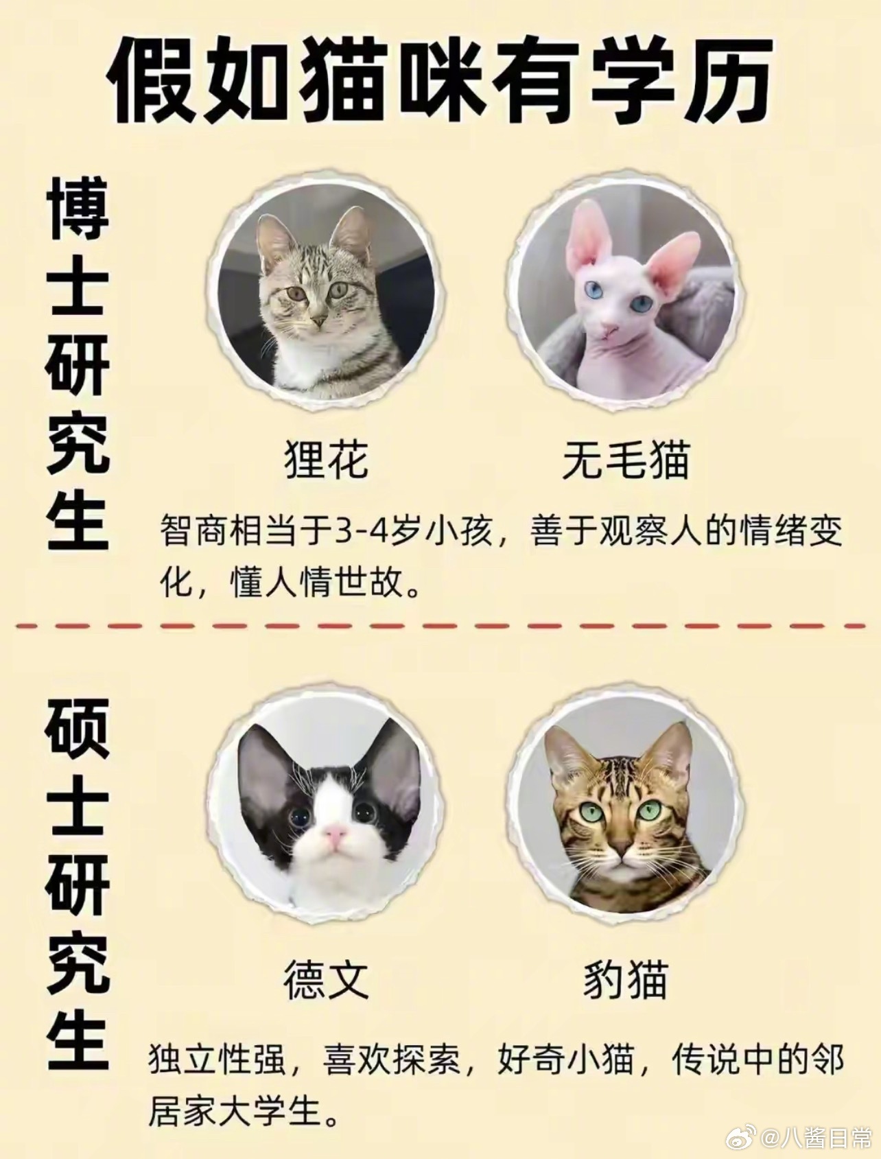 猫咪学历排行榜 ​​​
