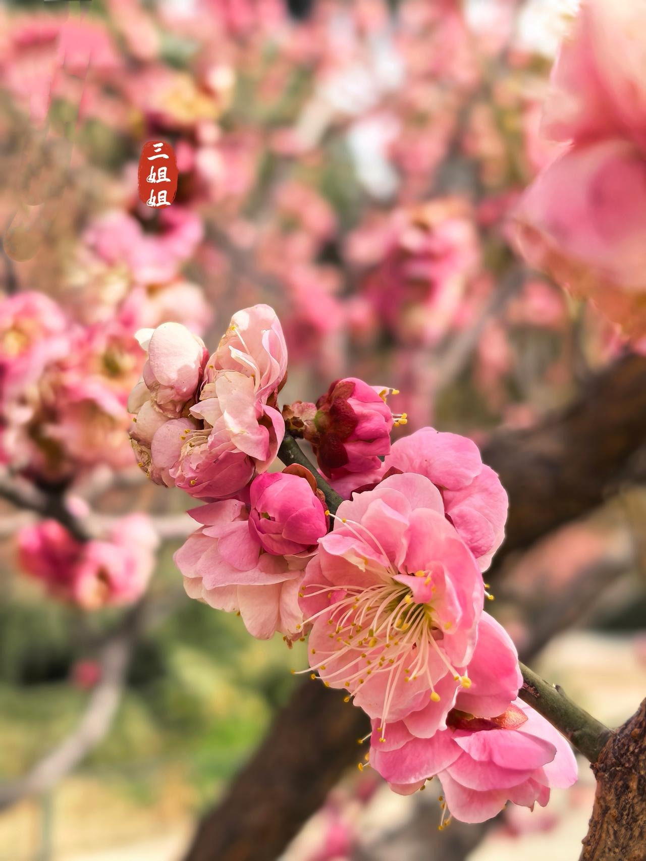 初六顺意，碧沙岗喝茶嗅梅香，花好人少。
同样是市里的老公园，过节期间碧沙岗公园比