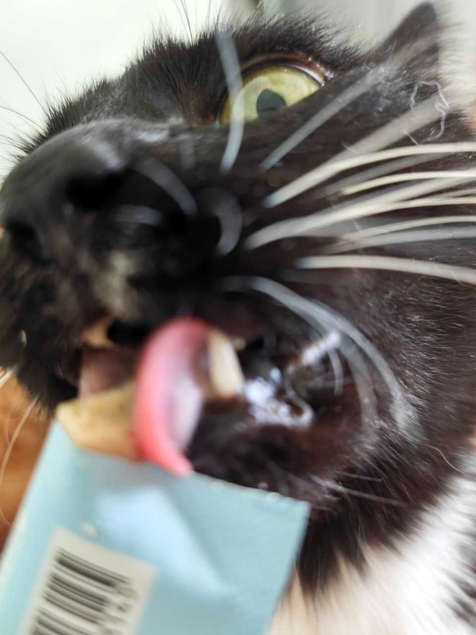 pov：您是猫条daily奶牛猫 （投稿：） 