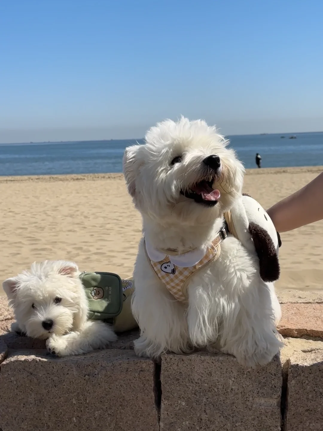 又来阿那亚遛狗了🌊