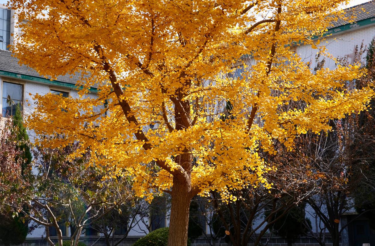 八零广场、沁园世纪钟、春华路、翠园花苑、火车头……11月16日，“河北校园行”青