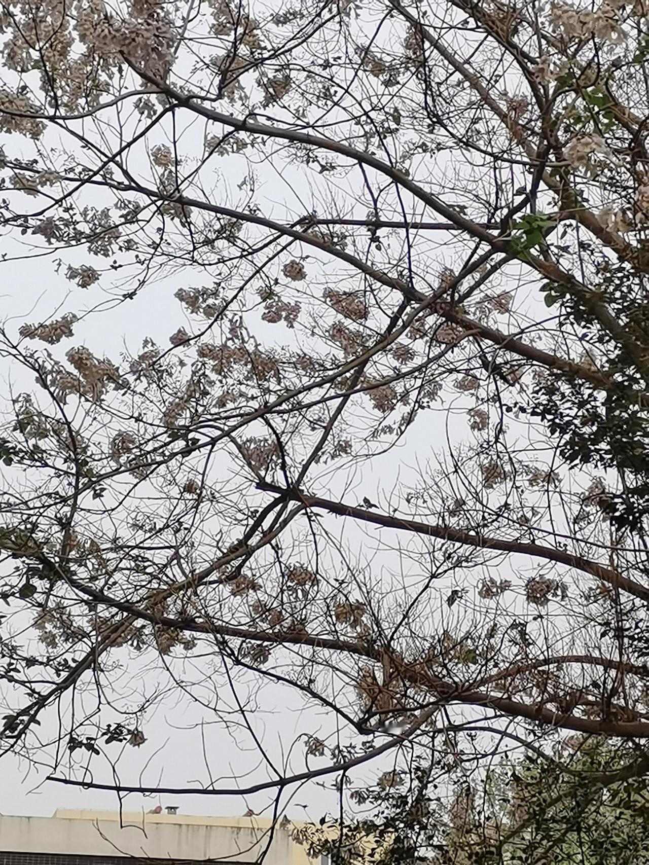 春日生活打卡季走在路上，突然就闻到了一种奇香，有些像五月的玫瑰，也有些像八月的桂