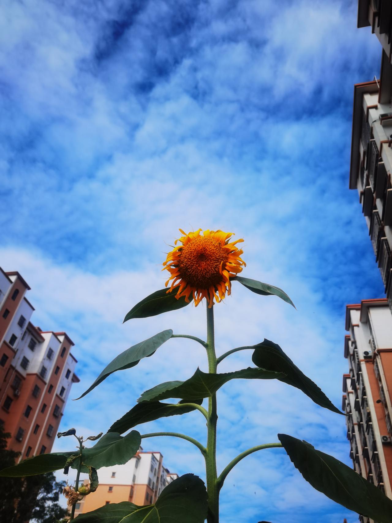 早晨出门
景色很美
蓝天湛蓝
向日葵艳
组合图片
空灵大气
