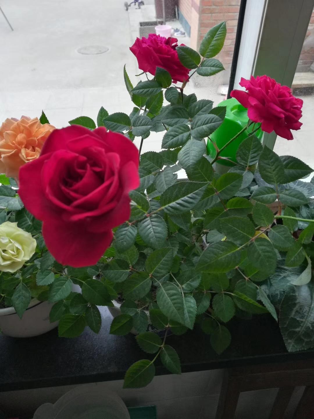 有没有漂亮的花朵图片吗