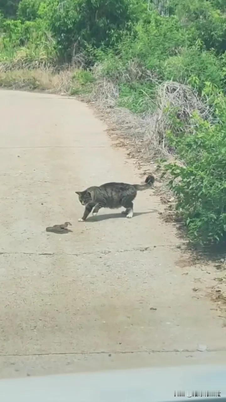 那猫一定吃了不少长虫，瞅瞅胖的不灵了